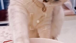 Cat Fish friendship