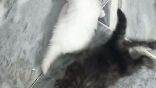 Kittens Birth Day 22