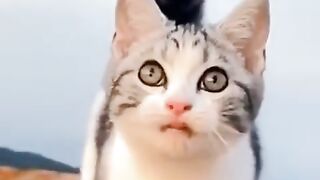 Cat going