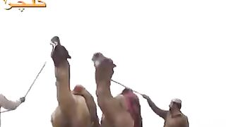 Camel ????