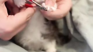 #shorts ألطف شي بالحياة ????????CUTE CAT