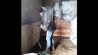 Funniest Horse ???? - Don't try to hold back Laughter ???? - Funny Horse Life