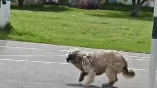 The dog best goalkeeper football