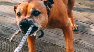FUNNY ROPE, CUERDA DIVERTIDA