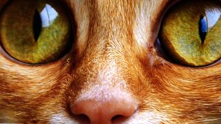 AWWW CAT PRANK, AWWW BROMA DEL GATO