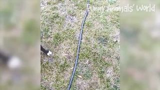 Funniest Animal Videos 2022 ???? - Best Funny Dogs And Cats Videos ????#4