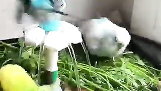Bird's lover♥️