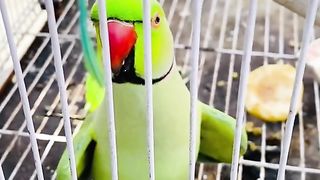 Bird's lover♥️ 6