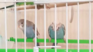 Bird's lover♥️ 7