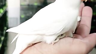 Bird's lover♥️ 8