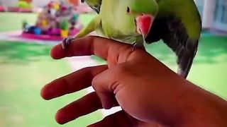 Bird's lover♥️ 9