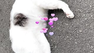 Playing cat 3
