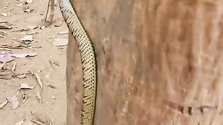 THE SNAK BUTTYFUL