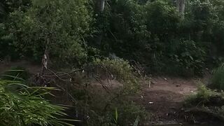 Suara burung berkicau di pagi hari