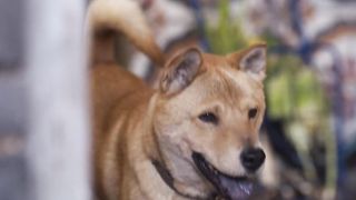 This time, it's our dogs, our stories. Hachi the loyal dog
