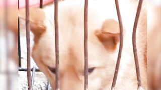 From cooking meat to leading characters, hopefully they will be treated well for the rest of their lives Hachiko the loyal dog
