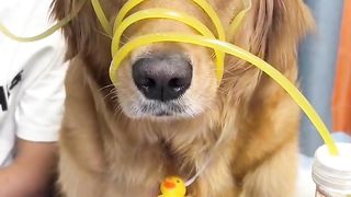 Straw Dog "Pet Tiantuan"