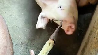 It's dawn, the butcher can't wait any longer