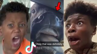 Best Funny Videos Of 2023 - Funny Cats And Dogs Videos ????