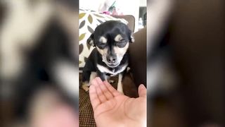 Funny and Cute Chihuahua Moments | Angry Chihuahuas