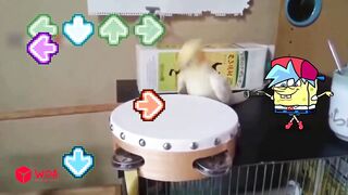 Spongebob Rides a Crazy Dog | Funny Cats and Dogs Videos | Woa Doodles 2