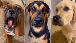 Funny Animals, funny cats/dogs funny animal videos