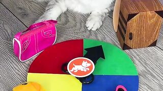 funny cute cat 2023