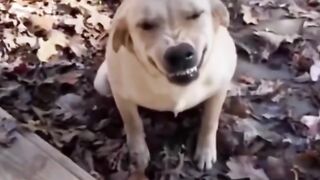 Best Funny Animal Videos 2022 ???? Funniest Cats ???? And Dogs ???? Part 07