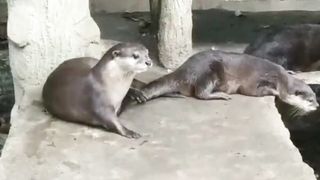 4 ekor berang berang yang menggemaskan