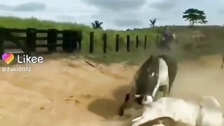 FIGHTING BULLS WENT VIRAL