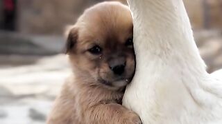 Animal friendship 2