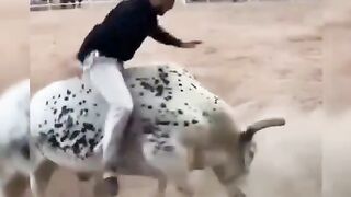 CRAZY COW WENT VIRAL