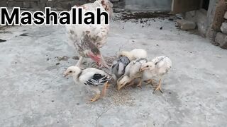 Aseel baby???????? home bread subscriber my channel