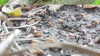 Ants in the jungle