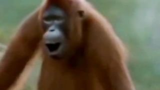 MONYET JOGED