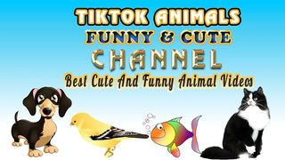 TikTok Animals-Funny and Cute -Dog Video