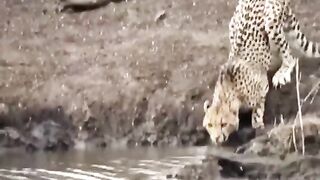 CROCODILE WENT VIRAL