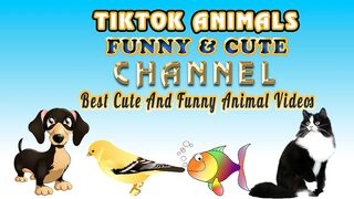 TikTok Animals-Funny and Cute -Cat Video #14
