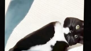 Cats funny video watch and Subsrcribe