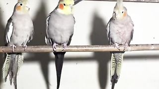 Bird's lover♥️ 10