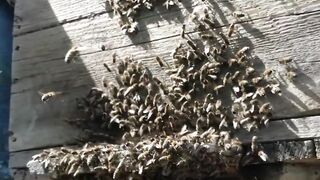 Insect song