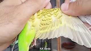 Bird's lover♥️ 11