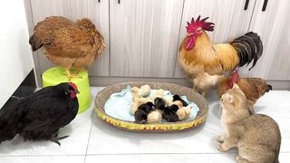 Experienced kittens are teaching young hens and roosters how to take better care of their chicks
