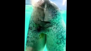 Cute baby animals video compilation cute moment of the animals