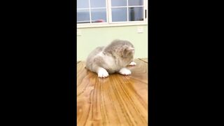 Funny Animals Videos 3