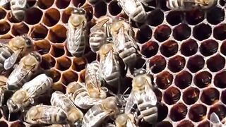 Insect house