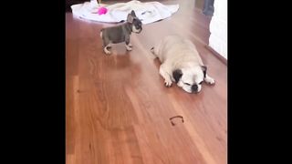 Cutest baby animals Videos Compilation 2