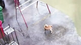 Orange cat 2