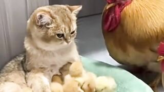 kucing menjaga anak ayam #febspot #kontencampur #1000view #videolucu