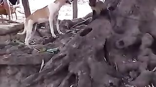 Les animaux 2